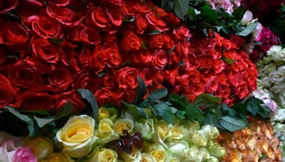 Rosas morelenses, el obsequio perfecto para este 10 de mayo