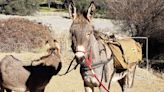 A pet donkey disappeared in California five years ago. He's been spotted living with a herd of wild elk