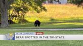 ‘A congratulatory cone for keeping the bear away:’ Black bear makes its way through Daviess Co., brave dog scares it off