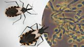 Qué es el Chagas, la enfermedad infecciosa potencialmente mortal que se puede transmitir de madre a hijo y que preocupa a Sanidad