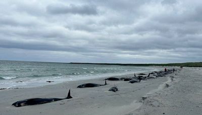 Royaume-Uni : 77 dauphins-pilotes meurent sur une plage écossaise, le deuxième échouage massif en un an