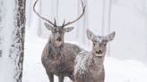 Scottish landowners could be forced to cull deer