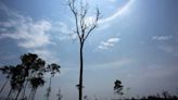 La Niña fraco deve prolongar seca na Amazônia até o fim do ano