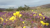 Visiting Death Valley in the winter? Here's what you need to know