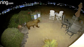 Bear takes a stroll in a Pismo Beach backyard. See the video of ‘our fluffy friend’