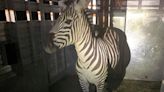 Escaped zebra captured near Seattle after gallivanting around Cascade mountain foothills for days