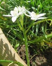 Ornithogalum umbellatum