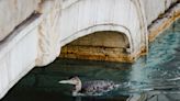 Bellagio resumes Vegas Strip fountain show after rare loon from the north rescued and relocated