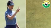 Explaining the mysterious numbers on the U.S. Women's Open practice green