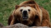 El Parlamento de Rumanía aprobó la matanza de casi 500 osos tras el ataque mortal a una joven excursionista