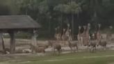 雷暴「一秒天黑」 動物園長頸鹿、斑馬集體狂奔