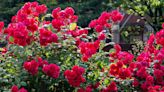 Roses burst with heaps of big blooms after using amazing fertiliser just 1 time