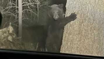 Wildlife try to flee from Blue 2 Fire near Ruidoso