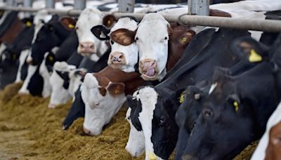 Case of mad cow disease found on Scottish farm
