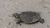 Tortugas en libertad, símbolo de la conservación y la educación en la Amazonía peruana