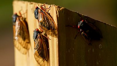 New year, new brood: Map shows where cicadas will be in 2025