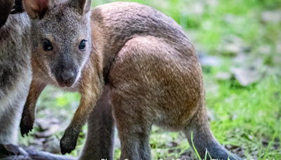 Pittsburgh Zoo & Aquarium welcomes bouncing baby wallaby to Kids Kingdom
