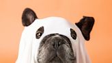 Can pets see ghosts?