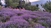 Purple Revolution: Future For Farmers In Indias Jammu Kashmir Essential Oil Market