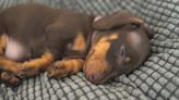 Mini Dachshund Puppies’ Adorable ‘Songs’ Are Making Everybody Smile