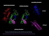 Protein structure