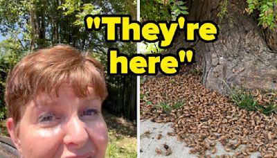 I Had NO IDEA This Is How Loud These Historic Cicada Swarms Are