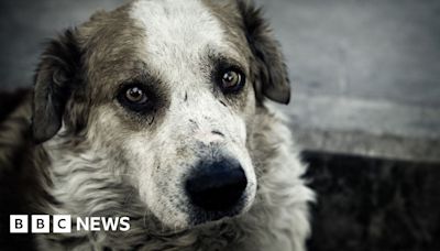 RSPCA braced for 'animal welfare crisis' as cruelty reports rise