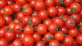 Tomato Prices Soar To Rs 90/kg In Delhi-NCR Amid Monsoon Supply Shortages