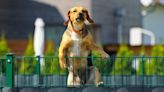 Escape Artist Dog Scales Pen at Daycare