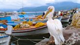 The surprising sea-and-sun Greek island that teems with wildlife in spring