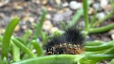 What are these invasive fuzzy black caterpillars taking over East Texas?