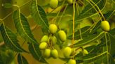 14 Nifty Neem Oil Uses for the Home and Garden