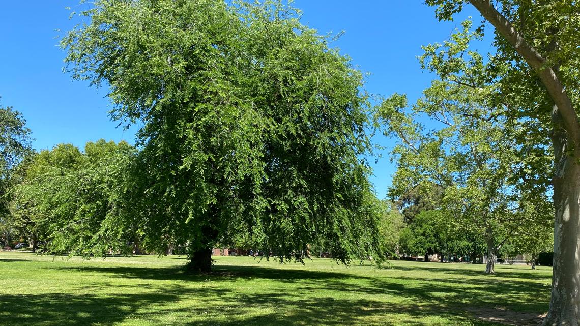 Improving Sacramento's urban forest: The plan to combat climate change one tree at a time