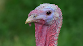 Turkey Playing a Game of 'Jenga' at Sanctuary Is a True Winner