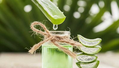 Aloe vera à boire : bienfaits santé et précautions