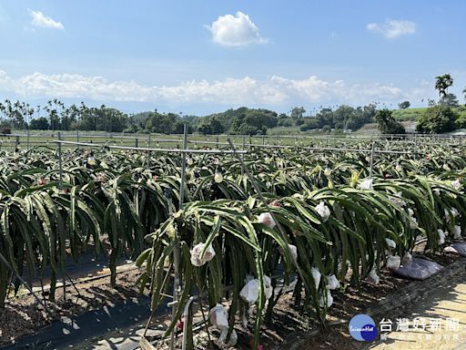 2024名間鄉農會紅龍果優質果品評鑑 得獎名單出爐 | 蕃新聞