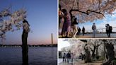 More than 100 iconic cherry blossom trees in Washington, DC are being cut down — including social media phenom ‘Stumpy’