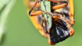 Everything you need to know about this year's emergence of two broods of cicadas