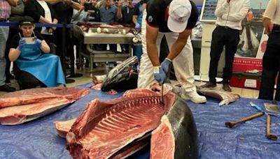 Vive la experiencia del ronqueo de un atún rojo de más de 200 kilogramos en Leclerc Pamplona