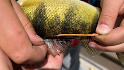 Idaho Department of Fish and Game asks anglers for orange-tagged fish