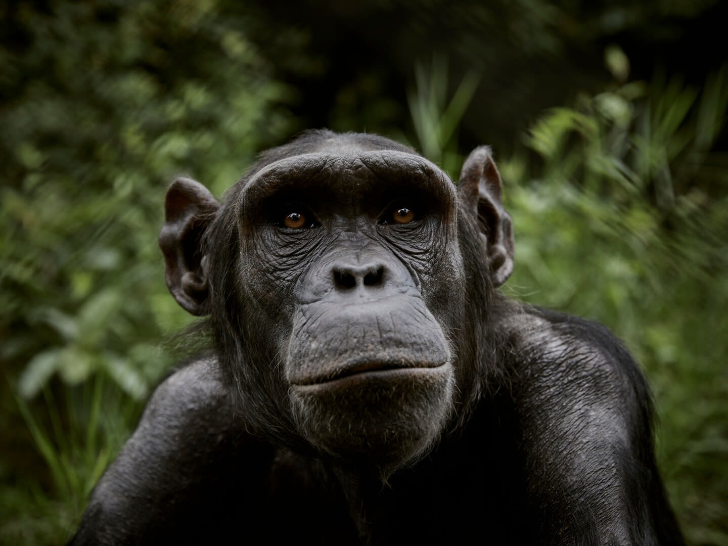 Chimpanzees seen self-medicating with healing plants when sick or injured