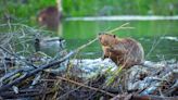 Beavers Could Help Protect U.S. Rivers from Climate Change, Study Finds