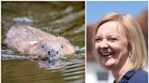 Minister defends Liz Truss' achievements in government: 'She reintroduced beavers'