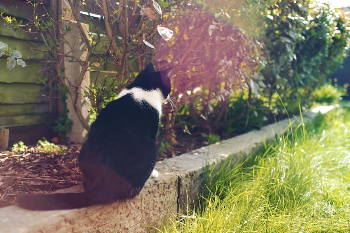 Precious Tuxedo Cat Refuses To Leave His Brother's Grave in Heartbreaking Video