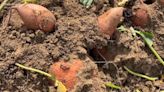 Watch: Georgia man's 186-pound sweet potato harvest might be a world record