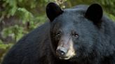 Alaska police shoot and kill 'extremely agitated' black bear after it charged multiple people