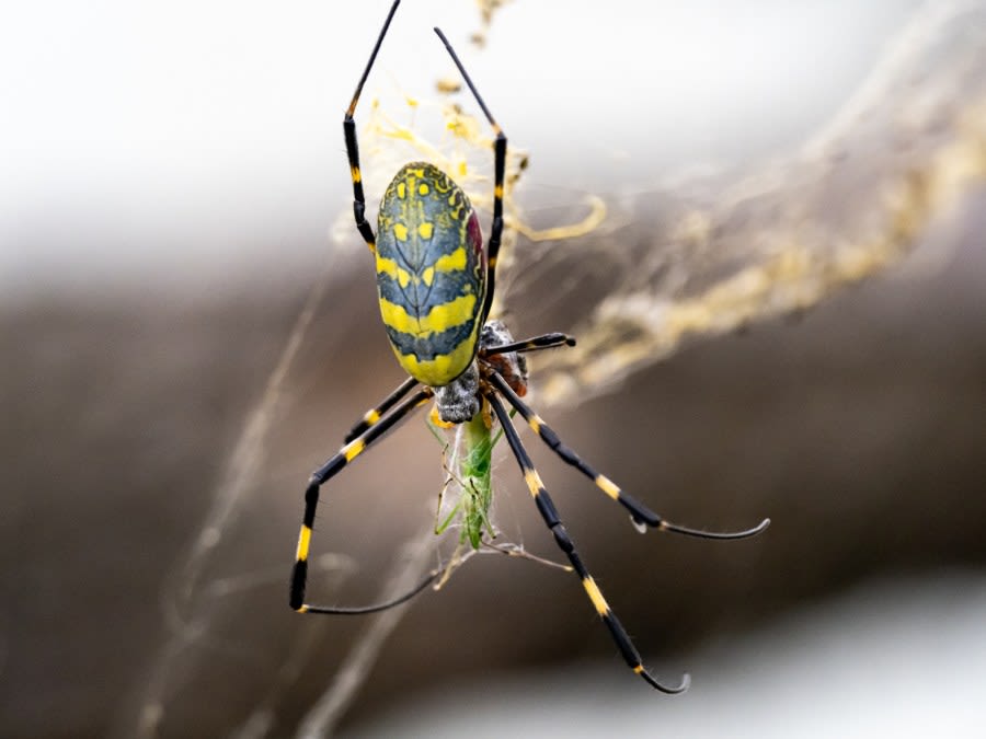 Have ‘flying,’ hand-sized Joro spiders reached Ohio yet?