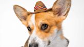 What is a Cowboy Corgi?