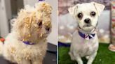 Curious, Fluffy Dog Requires 3-Hour Groom Session After Breaking Into a Box of Sticky Cereal