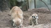 台北市立動物園倒數2天開園 12種新生動物成長中